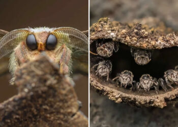 Close-up Photographer of the Year 2025 Winners