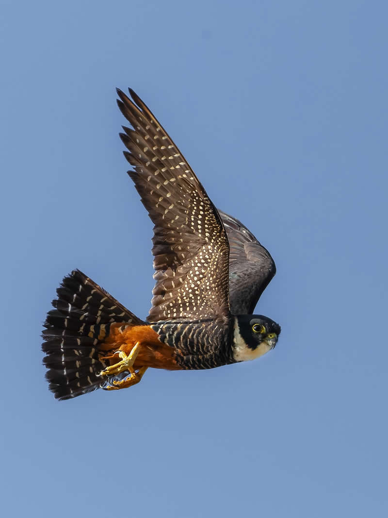 Bat Falcon - Costa Rica Bird Photography by Javier Chaves Alvarado