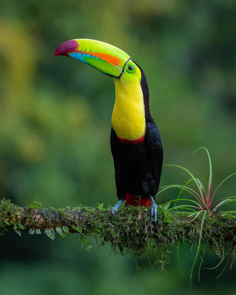 Keel-billed Toucan - Costa Rica Bird Photography by Javier Chaves Alvarado