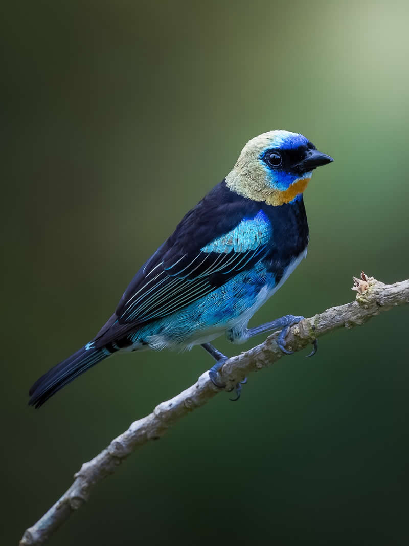 Golden-hooded Tanager - Costa Rica Bird Photography by Javier Chaves Alvarado