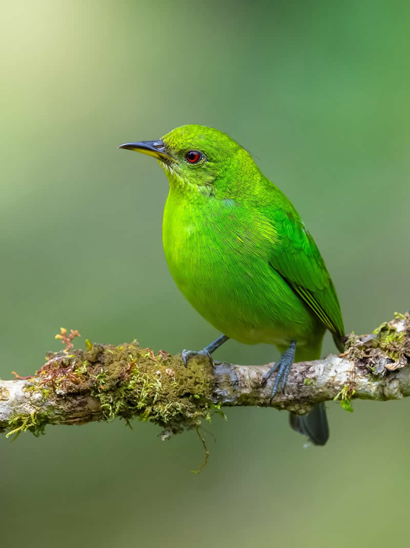 Green Honeycreeper - Costa Rica Bird Photography by Javier Chaves Alvarado