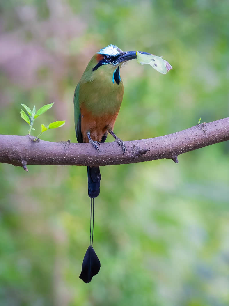 Turquoise-browed Motmot - Costa Rica Bird Photography by Javier Chaves Alvarado