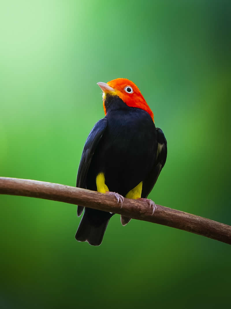 Red-capped Manakin - Costa Rica Bird Photography by Javier Chaves Alvarado