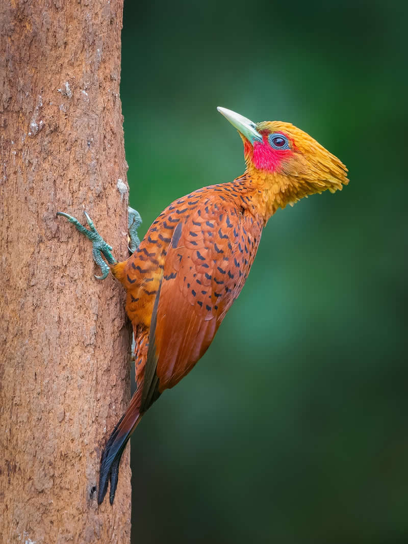 Chestnut-colored Woodpecker - Costa Rica Bird Photography by Javier Chaves Alvarado