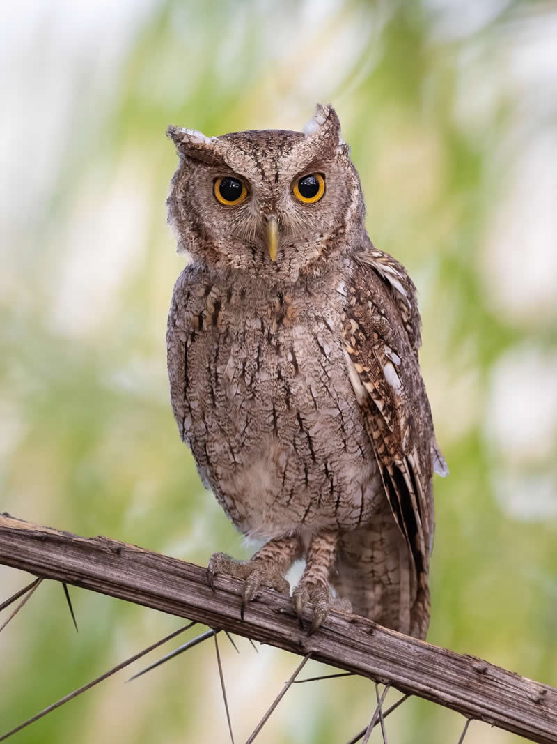 Pacific Screech-Owl - Costa Rica Bird Photography by Javier Chaves Alvarado