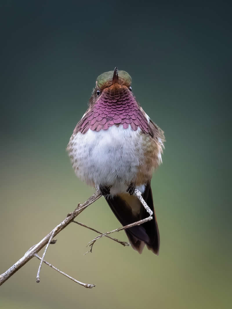 Volcano Hummingbird - Costa Rica Bird Photography by Javier Chaves Alvarado