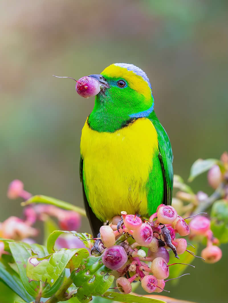 Golden-browed Chlorophonia - Costa Rica Bird Photography by Javier Chaves Alvarado