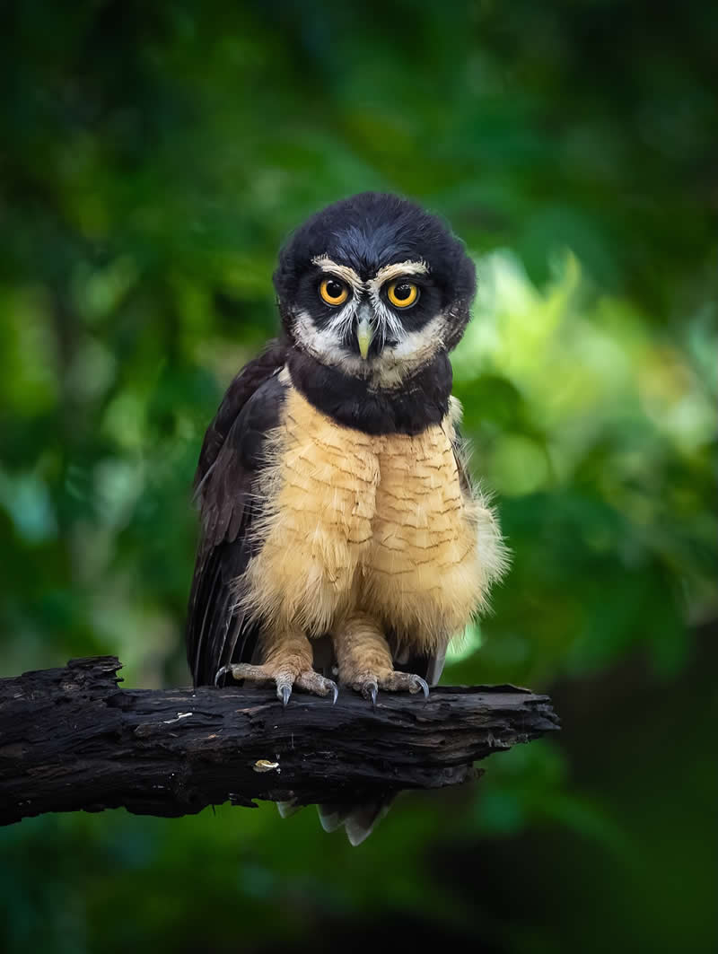 Spectacled Owl - Costa Rica Bird Photography by Javier Chaves Alvarado