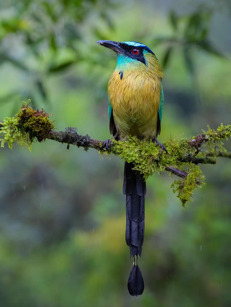Lesson's Motmot - Costa Rica Bird Photography by Javier Chaves Alvarado