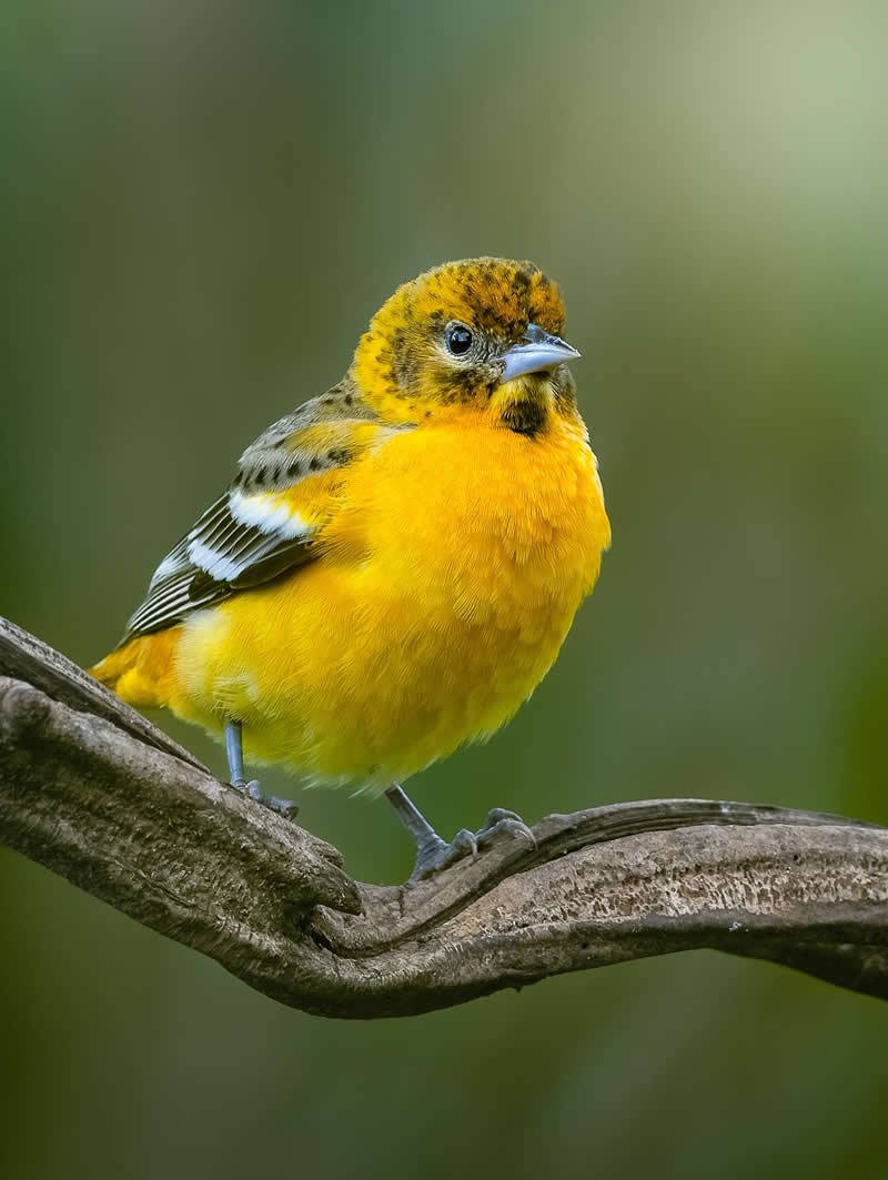 Baltimore oriole - Costa Rica Bird Photography by Javier Chaves Alvarado