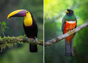 Costa Rica Bird Photography by Javier Chaves Alvarado