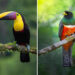 Costa Rica Bird Photography by Javier Chaves Alvarado
