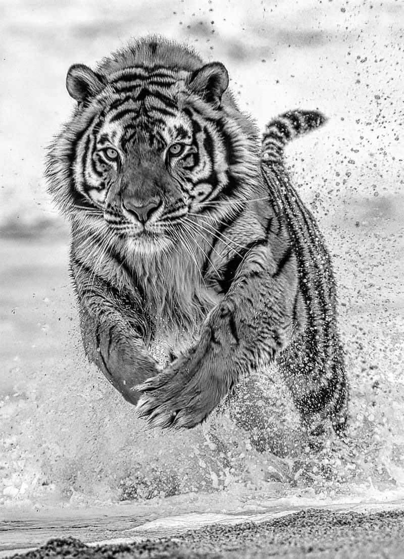 Bronze: Charging tiger by Graeme Guy - Exposure One Awards Black and White Nature Photography Contest Wild Portraits Winners