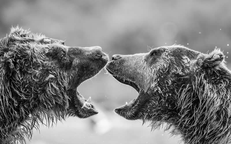 Clash of kin by Manish Nagpal - Exposure One Awards Black and White Nature Photography Contest Wild Portraits Winners