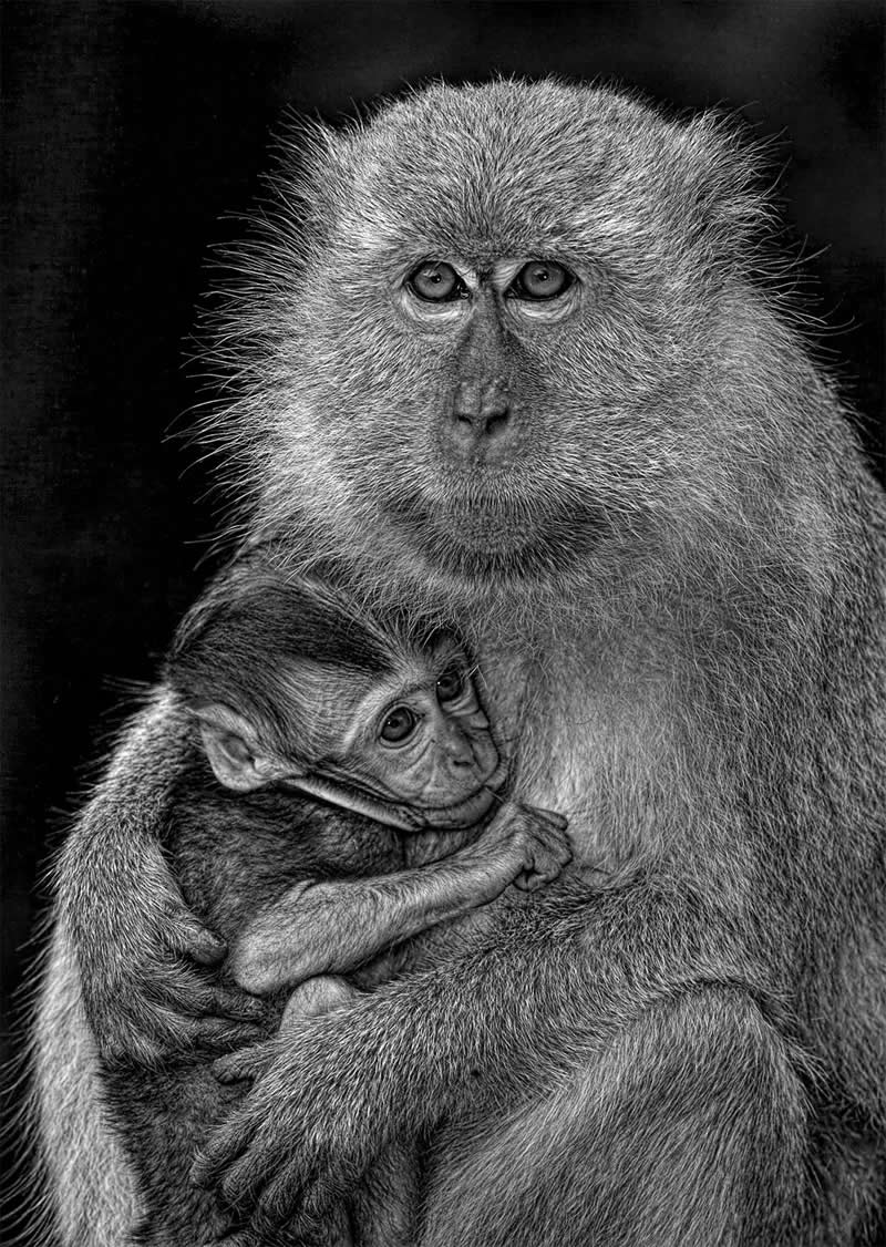 Long-tailed macaques by Graeme Guy - Exposure One Awards Black and White Nature Photography Contest Wild Portraits Winners