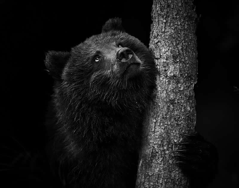 Reverence by Pam Dorner - Exposure One Awards Black and White Nature Photography Contest Wild Portraits Winners
