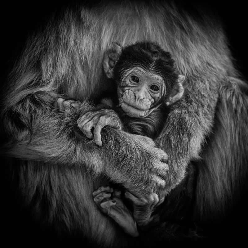 In The Arms Of Love by Lori Metcalfe - Exposure One Awards Black and White Nature Photography Contest Wild Portraits Winners