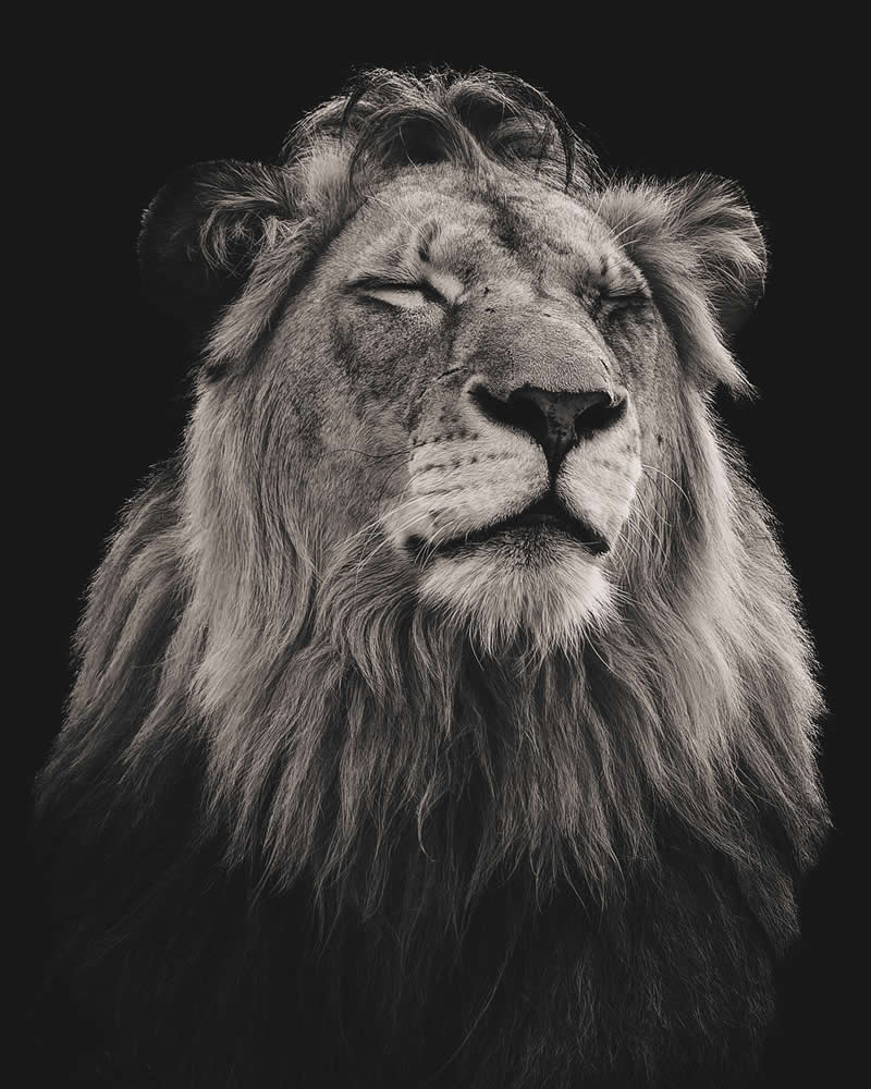 Majestic Lion at Londolozi by Stephen Rauch - Exposure One Awards Black and White Nature Photography Contest Wild Portraits Winners