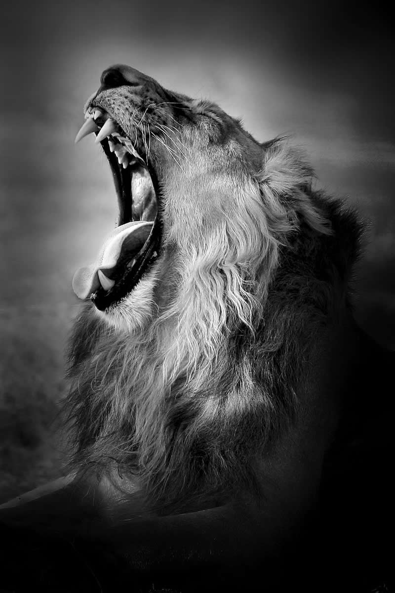 Lion by Abdul Kader Kagalwala - Exposure One Awards Black and White Nature Photography Contest Wild Portraits Winners