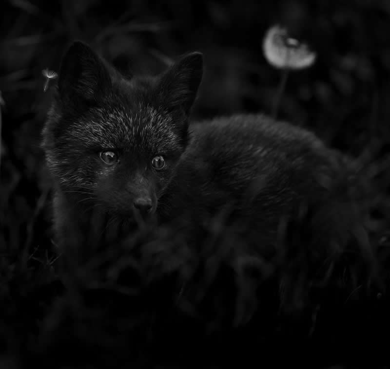 Making a Wish by Janet Gustin - Exposure One Awards Black and White Nature Photography Contest Wild Portraits Winners