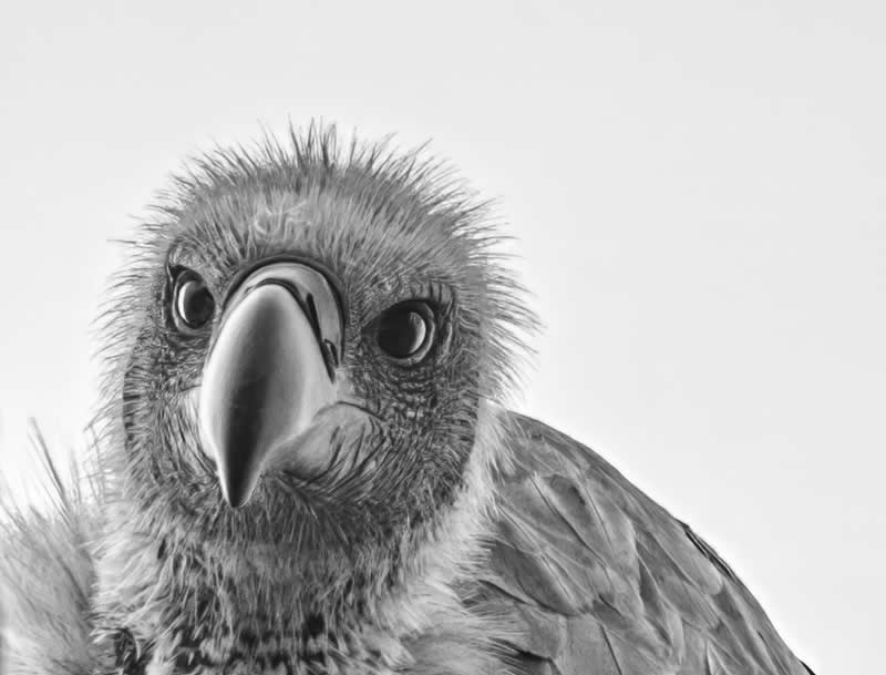 Beak Interrupted by Tamara Rimpley - Exposure One Awards Black and White Nature Photography Contest Wild Portraits Winners