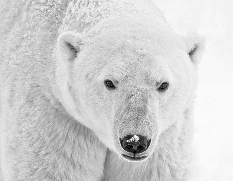 No Words Needed by Lori Metcalfe - Exposure One Awards Black and White Nature Photography Contest Wild Portraits Winners