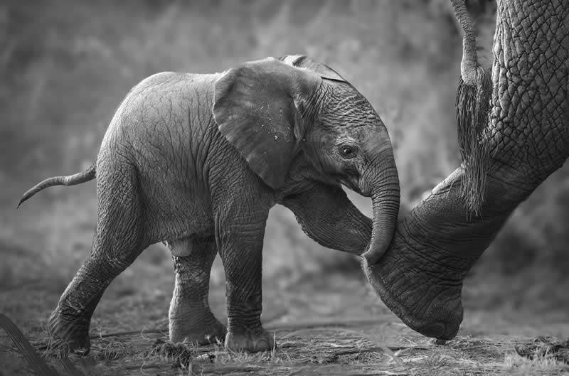 Keeping Up by Karen Cohen - Exposure One Awards Black and White Nature Photography Contest Wild Portraits Winners