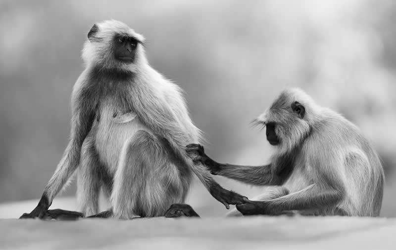 Love And Care by Zita Quentin - Exposure One Awards Black and White Nature Photography Contest Wild Portraits Winners