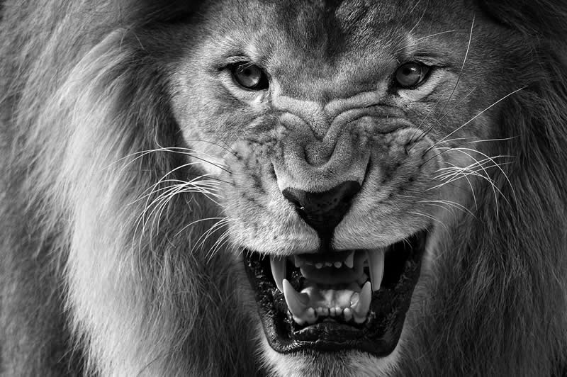 Run or always regret by Wolfgang Autexier - Exposure One Awards Black and White Nature Photography Contest Wild Portraits Winners