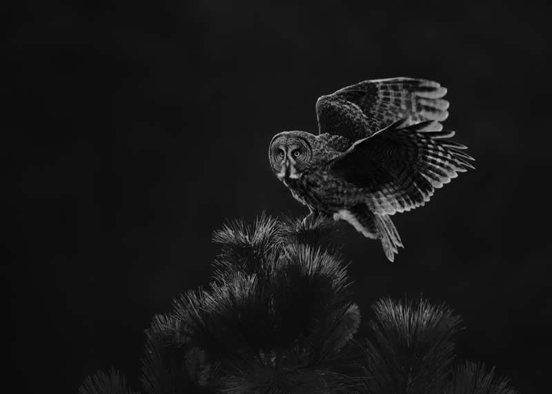 Night Stalker by Peter Ismert - Exposure One Awards Black and White Nature Photography Contest Wild Portraits Winners