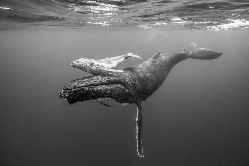 Mother & Child by Zach Parker - Exposure One Awards Black and White Nature Photography Contest Wild Portraits Winners
