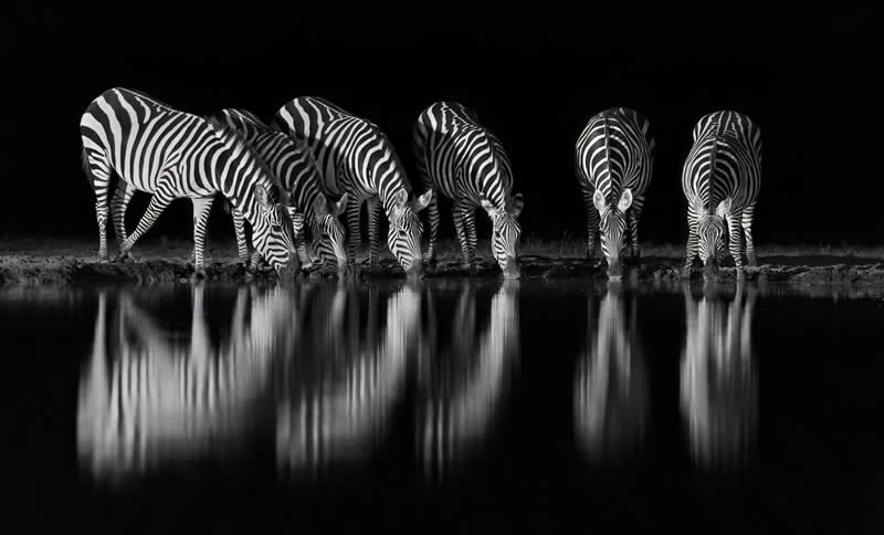 At The Watering Hole by Zita Quentin - Exposure One Awards Black and White Nature Photography Contest Wild Portraits Winners