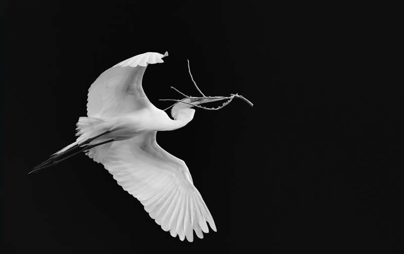 Nest Builder by Rob Smith - Exposure One Awards Black and White Nature Photography Contest Wild Portraits Winners