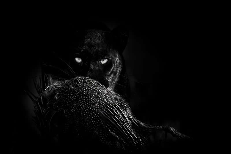 Balck Vulturine by Anne-Marie Etienne - Exposure One Awards Black and White Nature Photography Contest Wild Portraits Winners