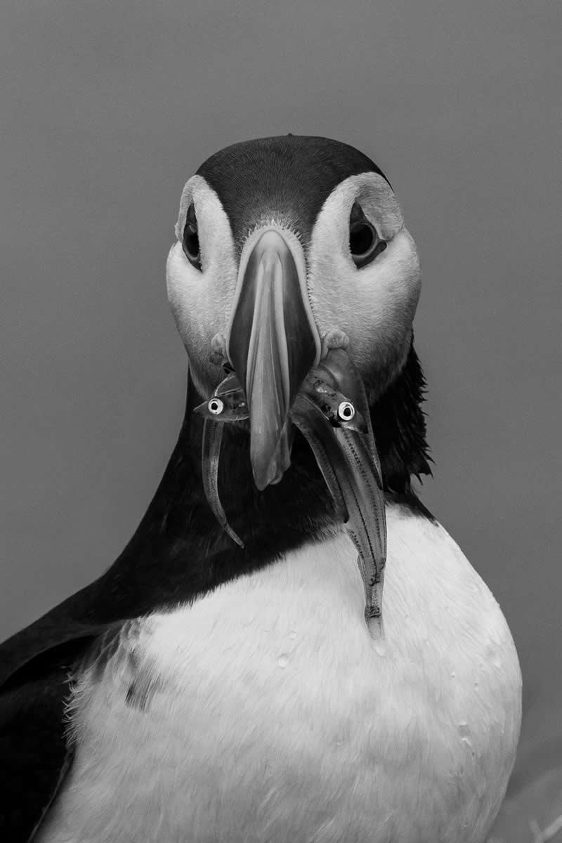 A Puffin&rsquo;s Beak, A Puffling&rsquo;s Meal by Maria Ciampini - Exposure One Awards Black and White Nature Photography Contest Wild Portraits Winners