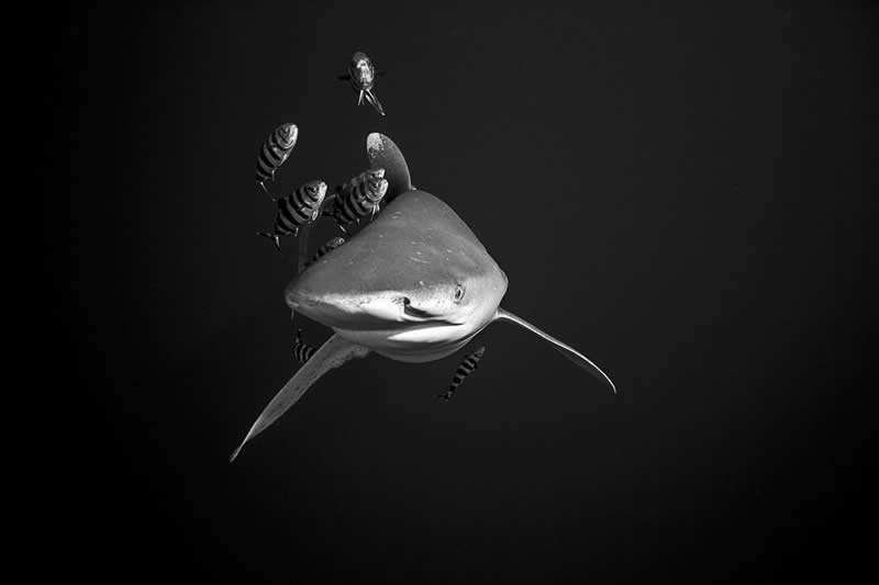 Escorts of the Open Sea by Gerardo Del Villar - Exposure One Awards Black and White Nature Photography Contest Wild Portraits Winners