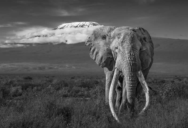 Two Icons by Zita Quentin - Exposure One Awards Black and White Nature Photography Contest Wild Portraits Winners