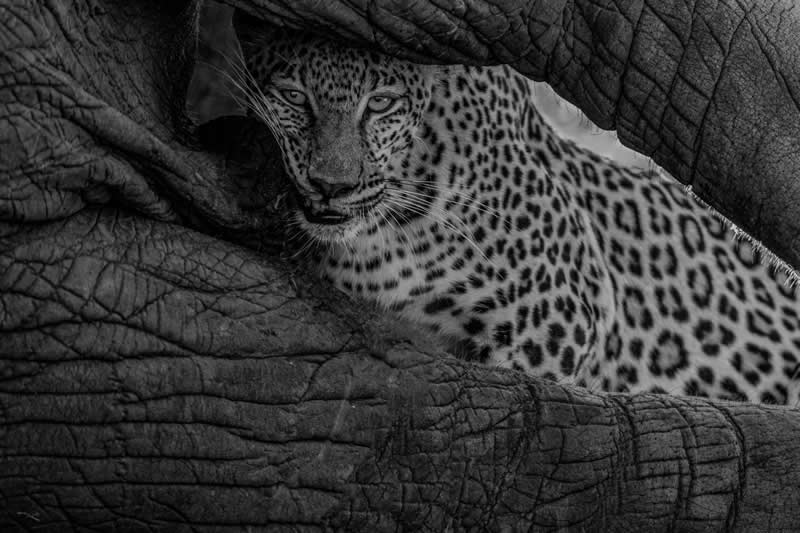 Meal is a meal - size doesn't matter by Tp Anantheswaran - Exposure One Awards Black and White Nature Photography Contest Wild Portraits Winners