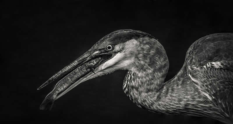 Eye to Eye by Lori Metcalfe - Exposure One Awards Black and White Nature Photography Contest Wild Portraits Winners
