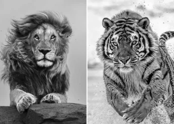 Black and white wildlife photos of a lion and a running tiger