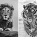 Black and white wildlife photos of a lion and a running tiger