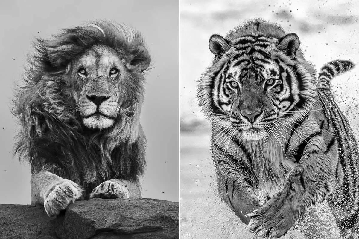 Why Are These 32 Wildlife Photography the Stars of Exposure One Awards?