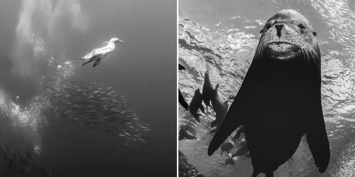 24 Award-Winning Underwater Photos Celebrating Nature in Black and White 25 exposure one awards underwater non professional winners
