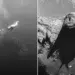 exposure one awards underwater non professional winners