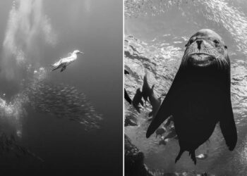 Exposure One Awards Nature Photography Contest Black and White Winners