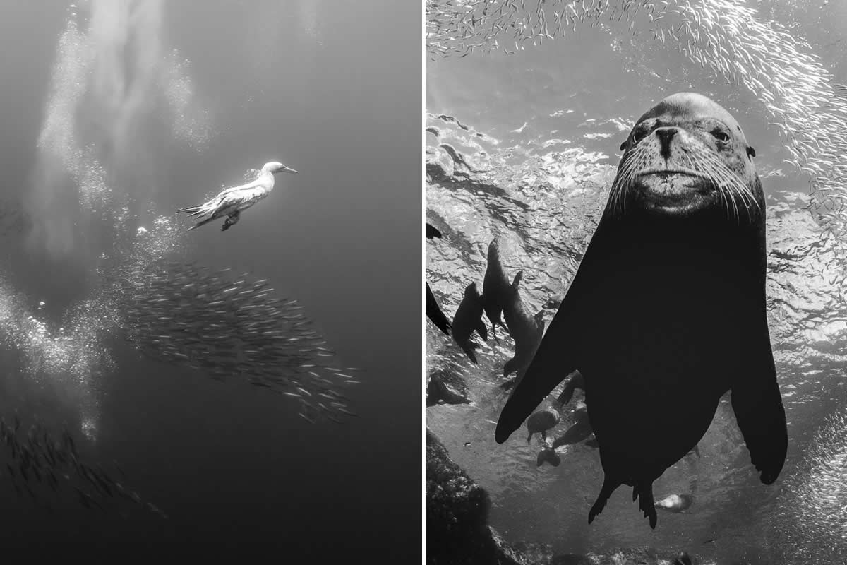 24 Award-Winning Underwater Photos Celebrating Nature in Black and White