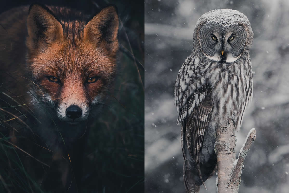 Konsta Punkka - Finnish Wildlife Photographers Capturing the Magic of the Arctic Circle