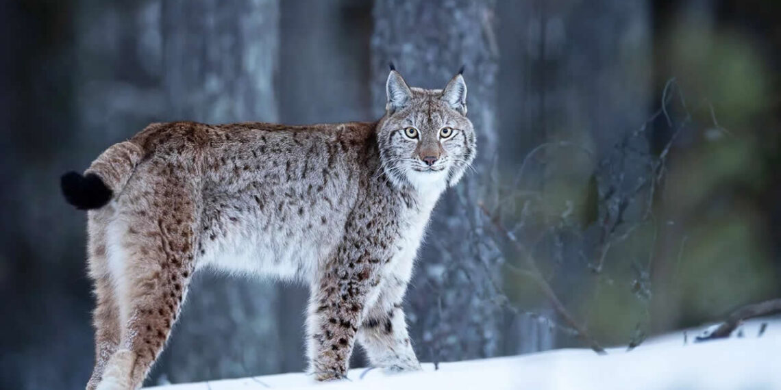 Finnish Wildlife Photographers Capturing the Magic of the Arctic Circle
