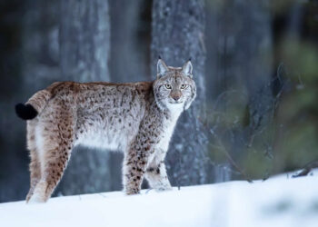 Finnish Wildlife Photographers Capturing the Magic of the Arctic Circle