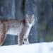 Finnish Wildlife Photographers Capturing the Magic of the Arctic Circle